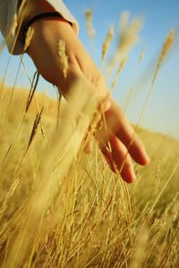 Cropped hand of person touching wheat on field against sky