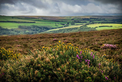 Scenic view of field against cloudy sky