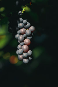 Close-up of berries growing on tree