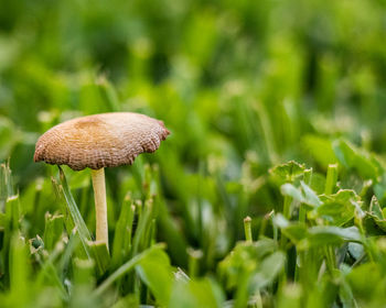 Close-up of mushroom growing on field