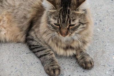 Close-up of a cat with eyes closed