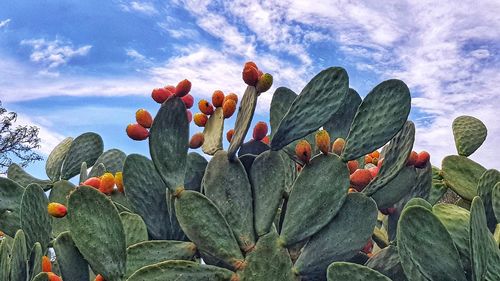 Low angle view of succulent plant against sky