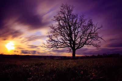 Silhouette of trees on field against sky