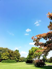 Trees on field against blue sky