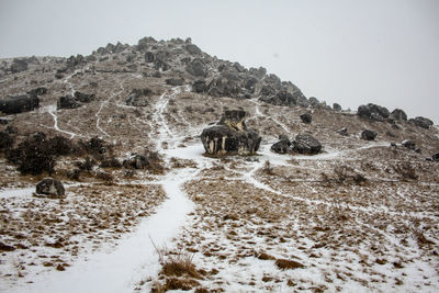 View of snow covered land against sky