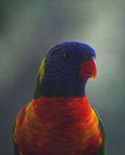 Close-up of a parrot