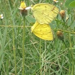 Close-up of butterfly on flower