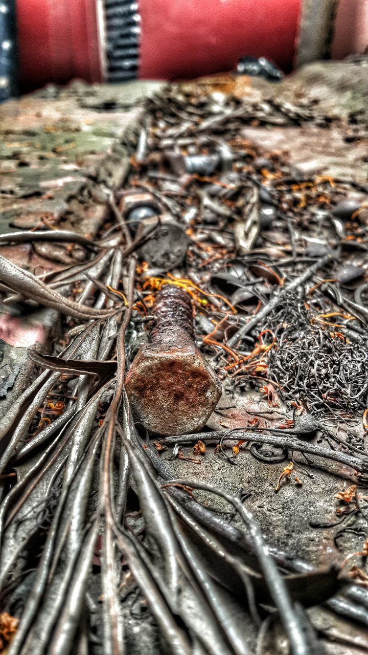 animal themes, one animal, close-up, insect, animals in the wild, wildlife, selective focus, dry, high angle view, nature, day, outdoors, focus on foreground, no people, detail, dead animal, textured, brown, part of, death