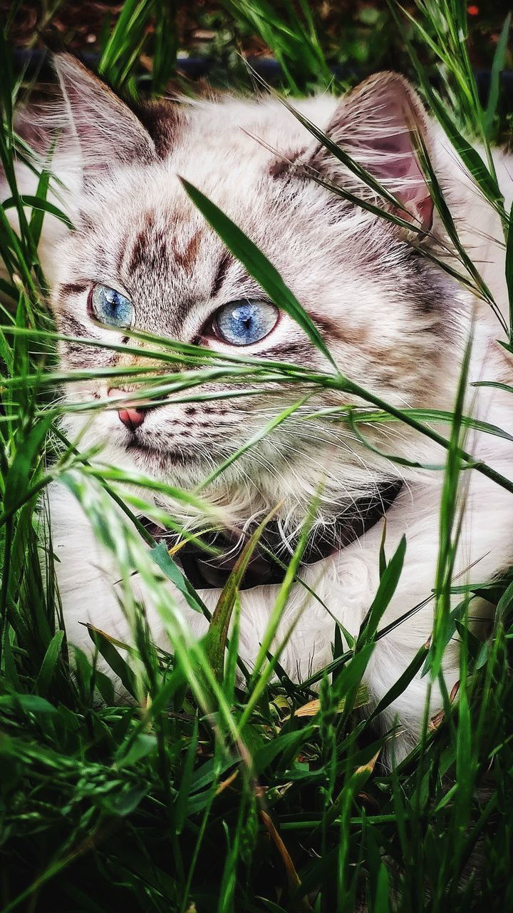 CLOSE-UP PORTRAIT OF A CAT WITH GRASS