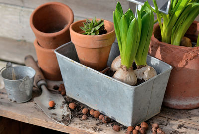 High angle view of potted plant