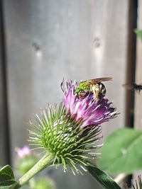 Close-up of bee pollinating on pink flower