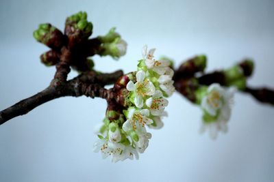 Close-up of flower tree against sky