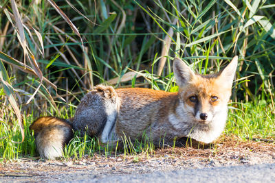 Fox on field