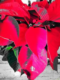 Close-up of red flowers