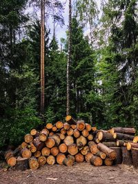 Stack of logs in forest