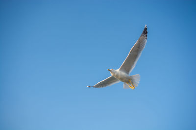 Low angle view of seagull flying in sky