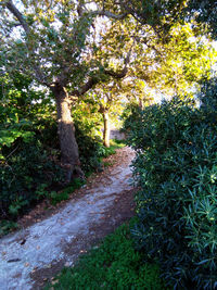 Footpath amidst trees