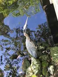 Low angle view of birds on tree