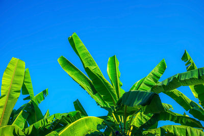 Low angle view of green plant against clear blue sky