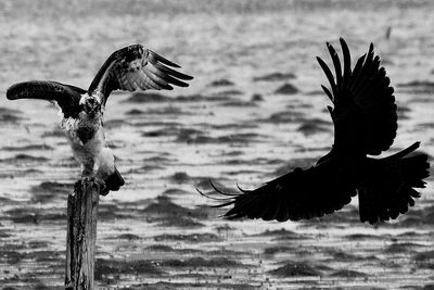 Close-up of eagle flying over sea against sky