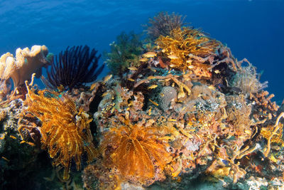 View of fish swimming in sea