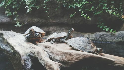 Close-up of turtles