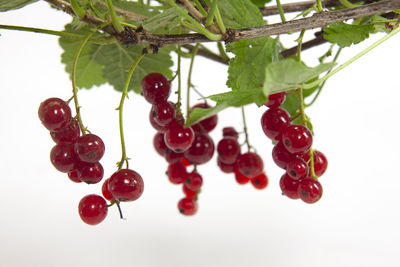 Close-up of berries growing on plant against white background