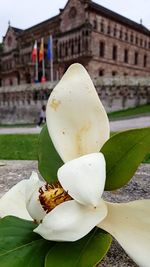 Close-up of white rose flower against building