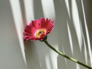 Close-up of pink flower