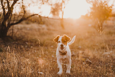 Portrait of dog standing in field