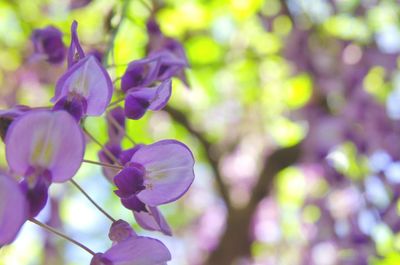 Close-up of purple flowers blooming on tree