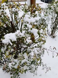 Close-up of snow on tree by lake against sky