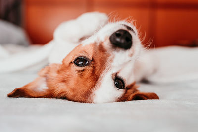 Portrait of dog lying down on bed