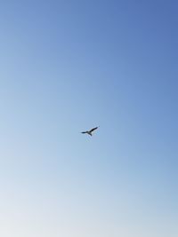 Low angle view of bird flying in sky