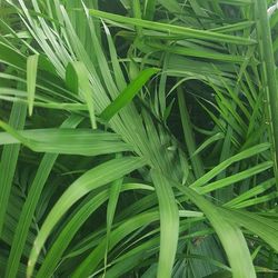 Full frame shot of fresh green plants