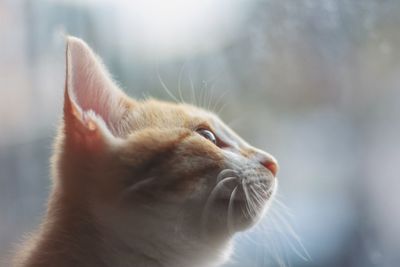 Close-up of cat looking away