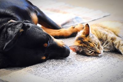 View of a dog and cat resting together