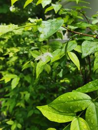Close-up of wet plant leaves during rainy season