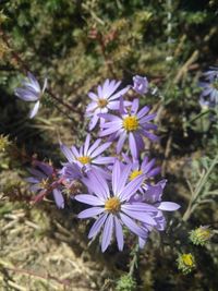 Close-up of purple flowering plants