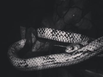 Close-up of snake