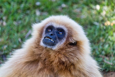 White-handed gibbon 3