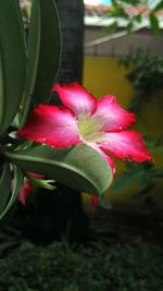 Close-up of pink hibiscus blooming outdoors