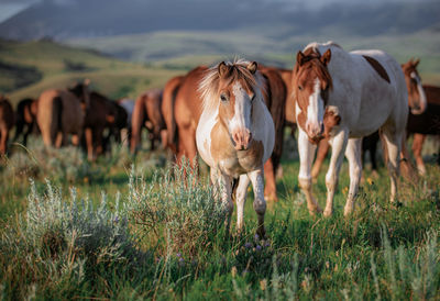 Horses standing in field