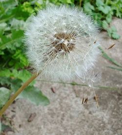 Close-up of dandelion