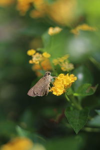 Close-up of butterfly perching on yellow flower