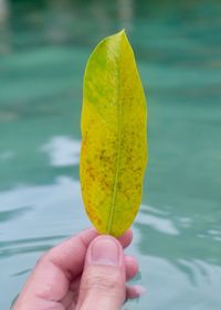 Close-up of hand holding leaf