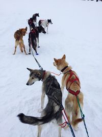 Full length of dogs on snow field