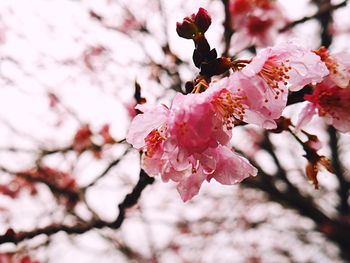 Close-up of cherry blossoms in spring