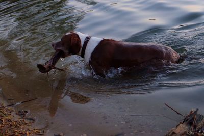 Dog in water