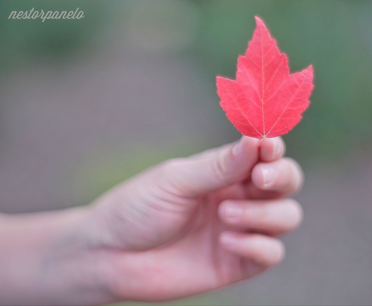 person, human finger, holding, part of, focus on foreground, close-up, cropped, red, unrecognizable person, fragility, lifestyles, selective focus, leisure activity, day, love, nature, outdoors